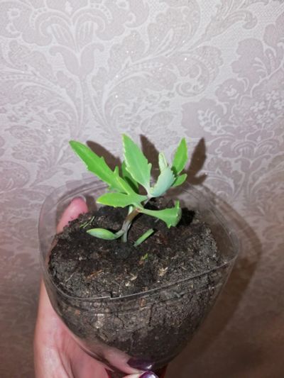 Лот: 16209867. Фото: 1. Каланхоэ, каланхое, Лациниата... Горшечные растения и комнатные цветы
