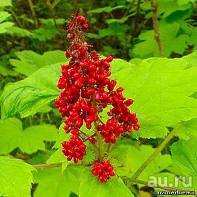 Лот: 15226149. Фото: 1. Заманиха Высокая (Oplopanax elatus... Пряные, лекарственные растения и зелень