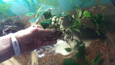Лот: 6586995. Фото: 1. Анубиас . Водные растения