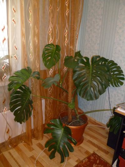 Лот: 8315755. Фото: 1. монстера. Горшечные растения и комнатные цветы