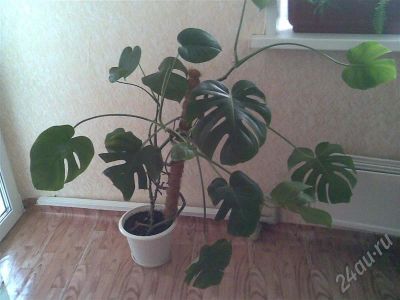 Лот: 143466. Фото: 1. монстера. Горшечные растения и комнатные цветы