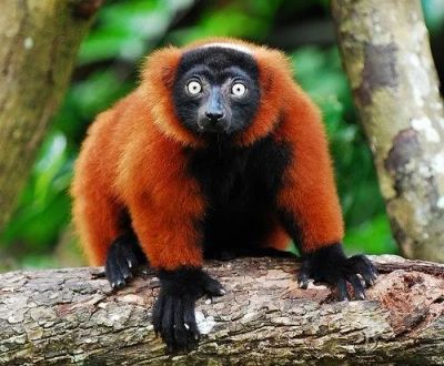 Лот: 2738555. Фото: 1. Лемур Красный Вари. Остальные животные