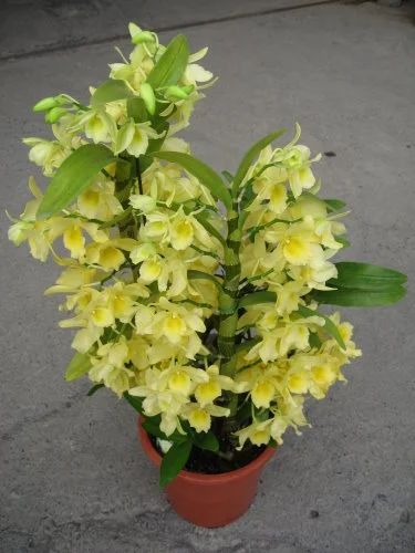 Лот: 8296015. Фото: 1. Орхидея дендробиум (Den. 'Yellow... Горшечные растения и комнатные цветы