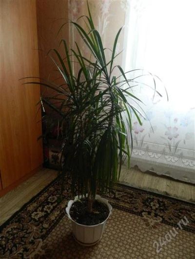 Лот: 1908416. Фото: 1. Цветы. Горшечные растения и комнатные цветы
