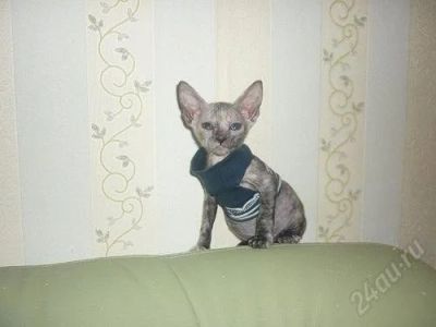 Лот: 1203881. Фото: 1. Котёнок Донского Сфинкса. Кошки, котята