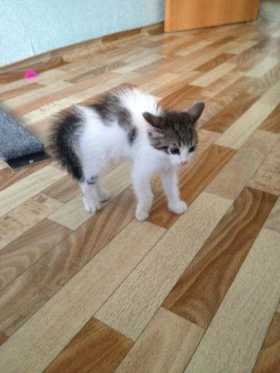 Лот: 4175390. Фото: 1. Отдам защитника в хорошие руки. Кошки, котята