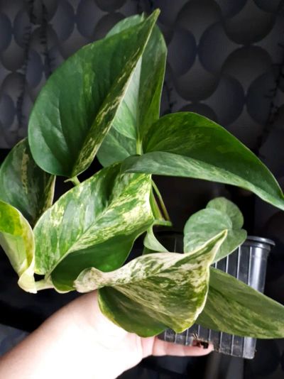 Лот: 20824945. Фото: 1. Эпипремнум Marble Queen "Мраморная... Горшечные растения и комнатные цветы