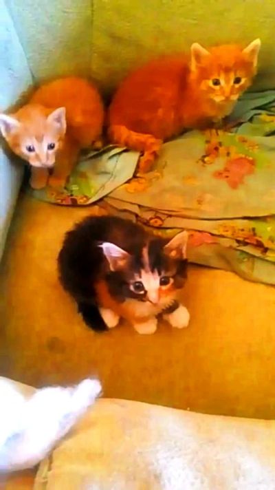 Лот: 11673235. Фото: 1. Отдам котят срочно. Кошки, котята