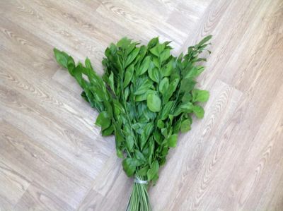 Лот: 7827646. Фото: 1. Зелень срезка Рускус (сочи).Лот... Свежие цветы