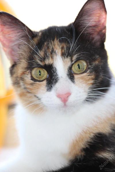 Лот: 5912002. Фото: 1. Трехцветная кошечка. Кошки, котята