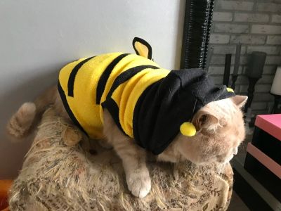 Лот: 16305578. Фото: 1. Костюм пчёлки для кота/кошки. Игрушки для животных