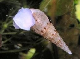 Лот: 4495950. Фото: 1. Улитка мелания (Melanoides Tuberculata... Моллюски, ракообразные, кораллы