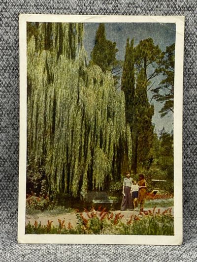 Лот: 25848027. Фото: 1. Почтовая открытка СССР - Сочи... Открытки, конверты