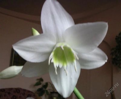 Лот: 814845. Фото: 1. Эухарис. Горшечные растения и комнатные цветы