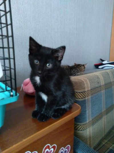 Лот: 16640293. Фото: 1. Чудесные котята. Кошки, котята