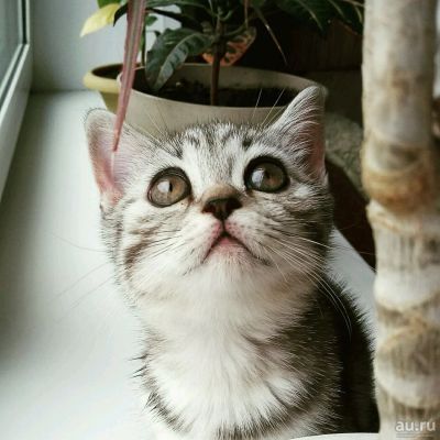 Лот: 10079021. Фото: 1. Породистая кошка. Кошки, котята