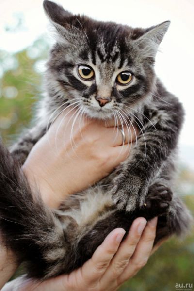 Лот: 14289459. Фото: 1. Котята (мальчики). Кошки, котята