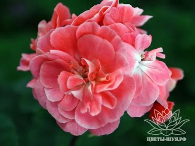 Лот: 19504681. Фото: 1. Пеларгония сортовая Pelargongaragets... Горшечные растения и комнатные цветы