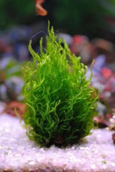 Лот: 15902436. Фото: 1. Мох пламя (Taxiphyllum sp. 'Flame... Водные растения