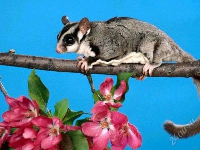 Лот: 2590536. Фото: 1. Сахарный поссум ( отдам парочку... Остальные животные