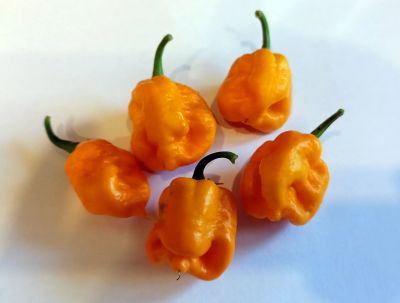 Лот: 16071748. Фото: 1. Плод перца Trinidad Moruga Scorpion... Овощи, фрукты, зелень