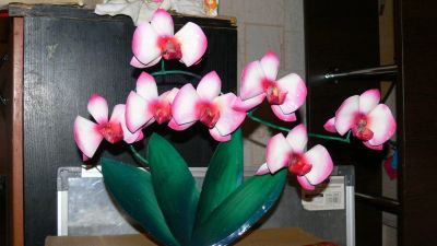 Лот: 5114441. Фото: 1. Орхидея розовая. Художественная ковка