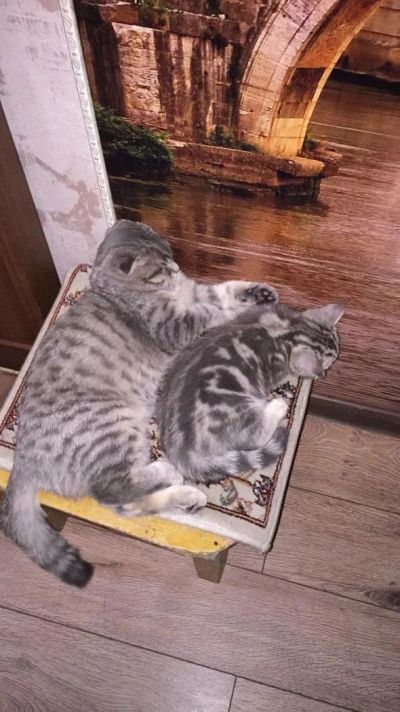 Лот: 11020585. Фото: 1. Шотландская прямоухая девочка. Кошки, котята