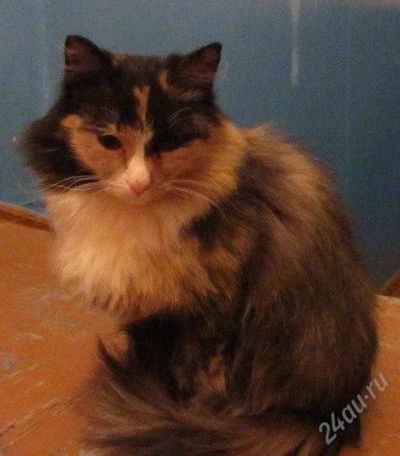 Лот: 1502269. Фото: 1. Ласковая кошечка ищет себе хозяев... Кошки, котята