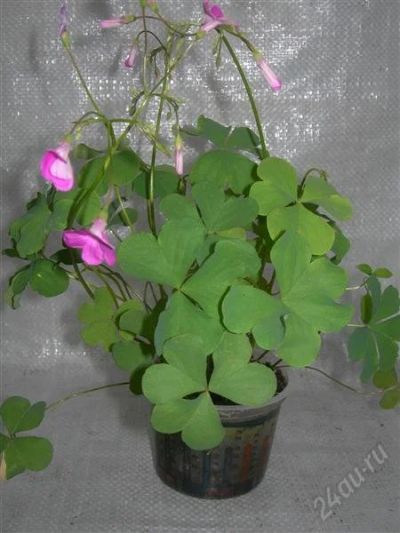 Лот: 2935341. Фото: 1. Оксалис розовый (доброе утро). Горшечные растения и комнатные цветы