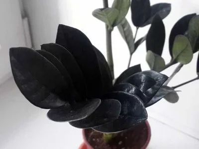 Лот: 16241668. Фото: 1. Замиокулькас "Black Raven" черный... Горшечные растения и комнатные цветы
