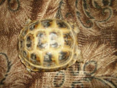 Лот: 2222308. Фото: 1. черепаха сухопутная с терариумом. Остальные животные