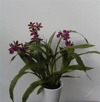 Лот: 906113. Фото: 1. Zygopetalum Barbel Hohn. Горшечные растения и комнатные цветы