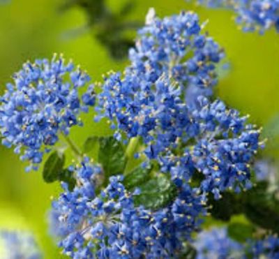 Лот: 25323909. Фото: 1. Цеатонус Puget Blue. Декоративные кустарники и деревья