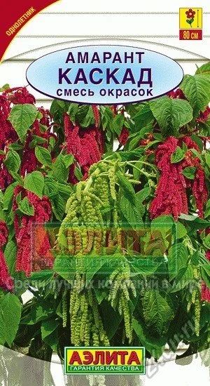 Лот: 5540823. Фото: 1. амарант каскад (рассада) смесь... Другое (семена, рассада, садовые растения)