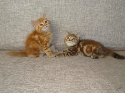 Лот: 5096988. Фото: 1. Британские котята. От родителей-чемпионов... Кошки, котята