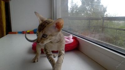 Лот: 5931209. Фото: 1. сфинкс девица. Кошки, котята