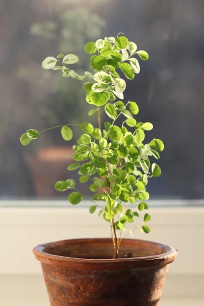 Лот: 4744759. Фото: 1. Брейния снежная. Горшечные растения и комнатные цветы