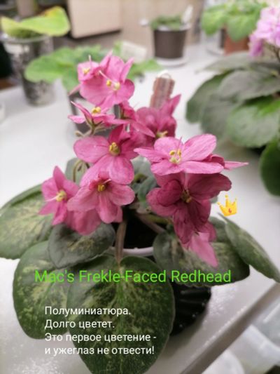 Лот: 16491464. Фото: 1. Фиалка Mac's Frekle-Faced Redhead. Горшечные растения и комнатные цветы