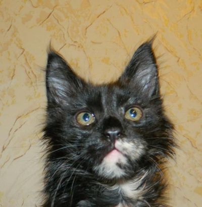 Лот: 8940717. Фото: 1. Котята Мейн-Кун. Кошки, котята