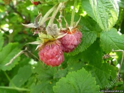 Лот: 4472034. Фото: 1. Продам землю. Земельные участки