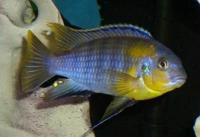 Лот: 3562339. Фото: 1. Псевдотрофеус трофеопс. (Pseudotropheus... Рыбки