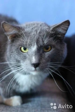 Лот: 7465409. Фото: 1. Брутальный котик ищет дом. Птицы