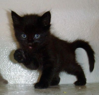 Лот: 8189948. Фото: 1. Чисто черный котенок. Кошки, котята