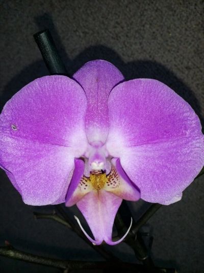 Лот: 11034714. Фото: 1. Орхидея сорт Лас Пальмас. Горшечные растения и комнатные цветы