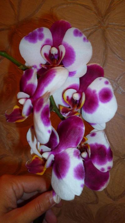Лот: 4769804. Фото: 1. орхидея фаленопсис Н1(цветет). Горшечные растения и комнатные цветы