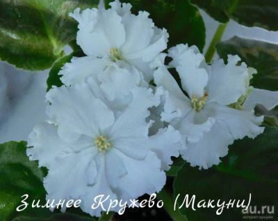 Лот: 8483294. Фото: 1. Фиалка сортовая Зимнее Кружево... Горшечные растения и комнатные цветы