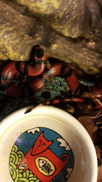 Лот: 7899976. Фото: 1. Гондрусская молочная змея (Lampropeltis... Остальные животные
