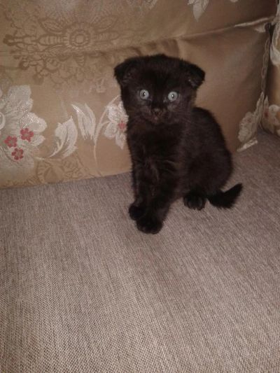 Лот: 6748553. Фото: 1. Котенок Шотландский вислоухий... Кошки, котята