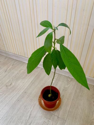 Лот: 16481672. Фото: 1. Авокадо из косточки 🥑 🥑. Горшечные растения и комнатные цветы