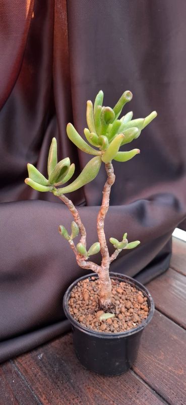 Лот: 23688436. Фото: 1. Крассула Корал (Crassula Coral... Горшечные растения и комнатные цветы